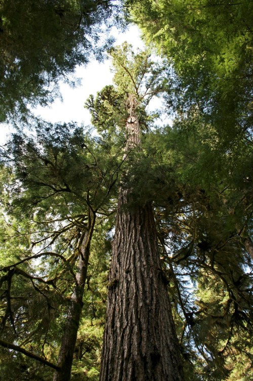 Looking up at a tall tree surrounded by lush green foliage and branches against a bright sky.