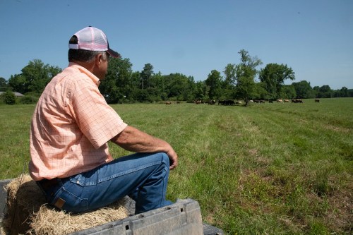 A man sits on a hay bale, watching cattle graze in a sunny, green field. Trees line the background.