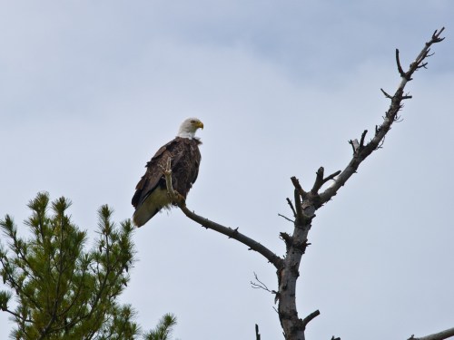 A bald eagle perched on a bare branch, surrounded by a cloudy sky and green pine foliage.