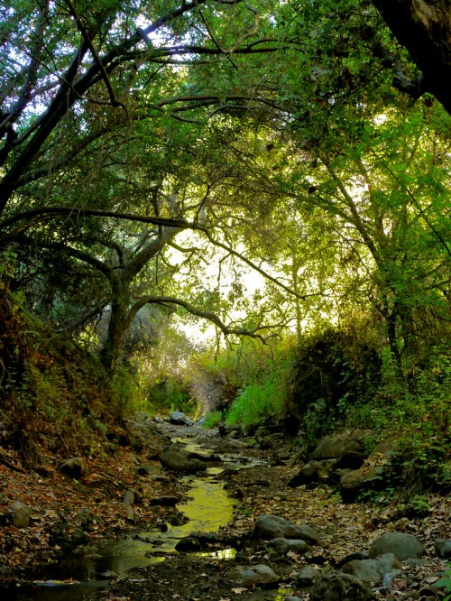 A serene forest scene with a narrow stream, surrounded by lush greenery and dappled sunlight filtering through the trees.