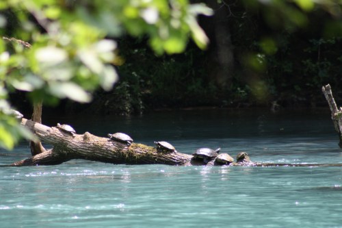 A group of turtles sunbathing on a log in a serene, turquoise river surrounded by lush greenery.