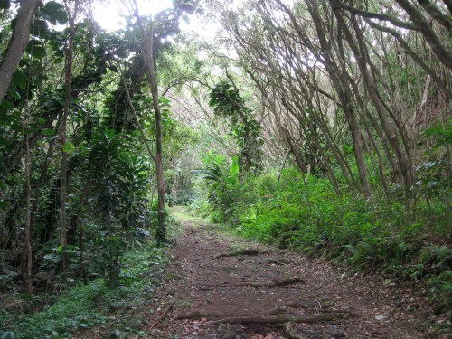 A narrow dirt path winds through a lush, green forest with tall trees and dense foliage on either side.