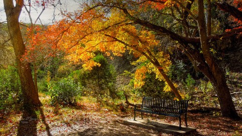 A serene park scene featuring a bench under vibrant autumn trees with golden and orange leaves.