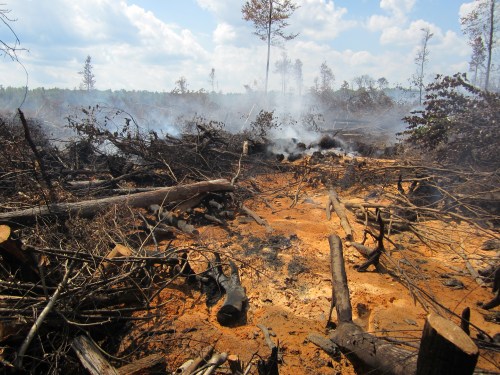 A scorched landscape with smoke rising from burnt trees and debris, indicating recent wildfires.