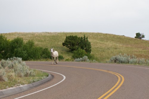 A white horse stands on a winding road surrounded by green grass and shrubs under a cloudy sky.