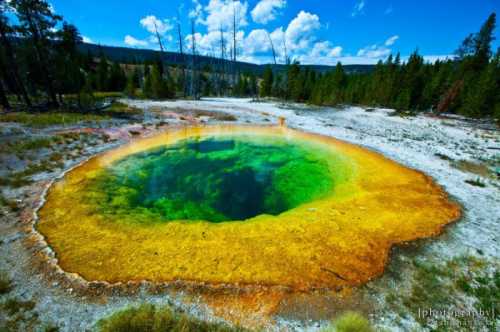 Vibrant hot spring with bright green and yellow hues, surrounded by trees and a clear blue sky in a natural landscape.