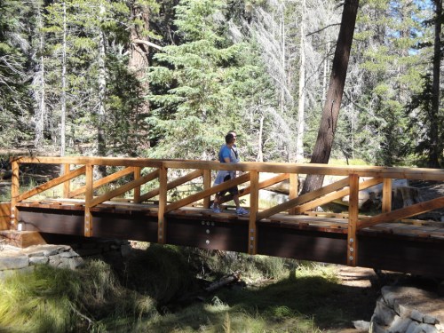 A person stands on a wooden bridge in a lush forest, surrounded by tall trees and greenery.