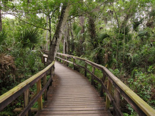 A winding wooden boardwalk through a lush, green forest with dense vegetation on either side.