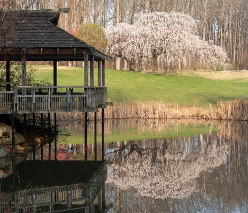 A serene pond reflects a gazebo and a flowering tree, surrounded by lush greenery and calm waters.