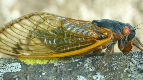 Close-up of a cicada on a branch, showcasing its transparent wings and distinctive orange and black body.