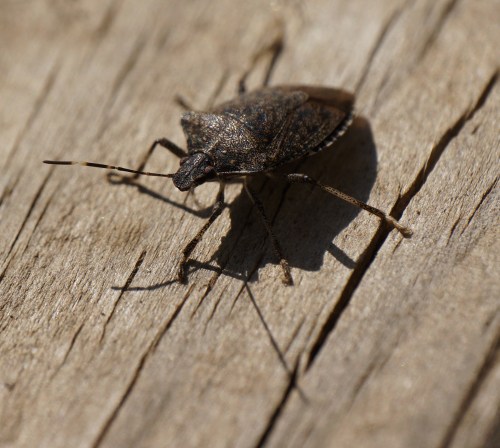 Close-up of a brown bug on a wooden surface, showcasing its detailed texture and shadow.
