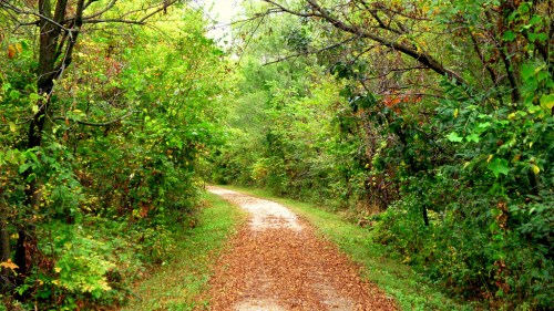 A winding dirt path through a lush, green forest with scattered autumn leaves on the ground.