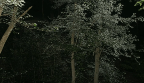 Dark forest scene with trees and faint light illuminating leaves, creating a mysterious atmosphere.