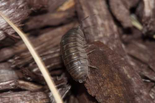 Close-up of a gray isopod on brown mulch, showcasing its segmented body and antennae.