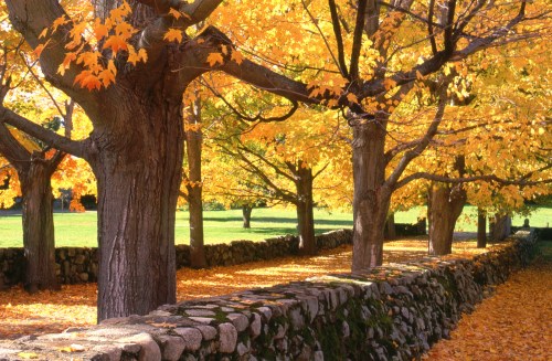 A serene scene of trees with vibrant autumn leaves lining a stone wall, with fallen leaves covering the ground.