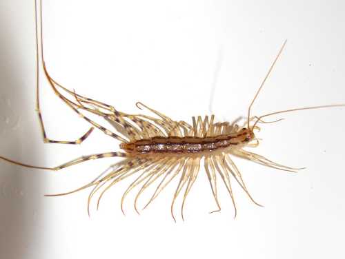 Close-up of a light brown insect with long antennae and legs, likely a silverfish, on a white surface.