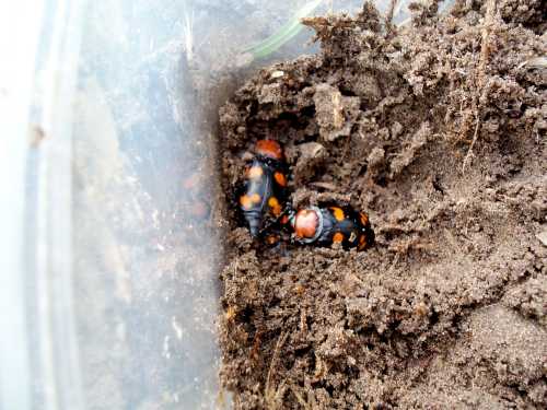 Two black and orange beetles on brown soil inside a clear container.