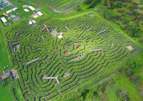 Aerial view of a large corn maze with winding paths, surrounded by greenery and small structures.