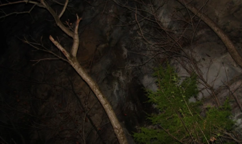 A dark, rocky cliffside with bare trees and a green shrub in the foreground, captured at night.