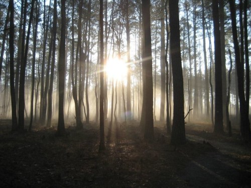Sunlight filters through tall trees in a misty forest, creating a serene and ethereal atmosphere.