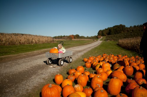 A child sits in a wagon filled with pumpkins on a gravel path, surrounded by a field of pumpkins and trees in the background.