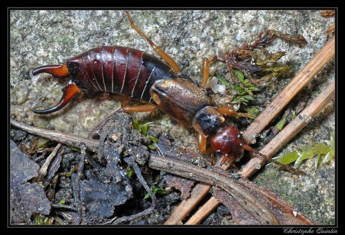 A close-up of a dark brown insect with pincers, resting on a rocky surface surrounded by small plants and debris.