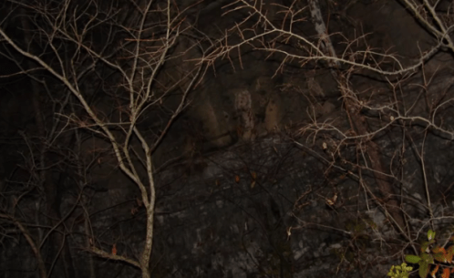 A dark, rocky cliff partially obscured by bare branches, creating a mysterious nighttime scene.