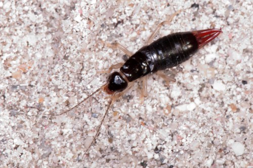 A close-up of a black insect with red-tipped appendages on a sandy surface.