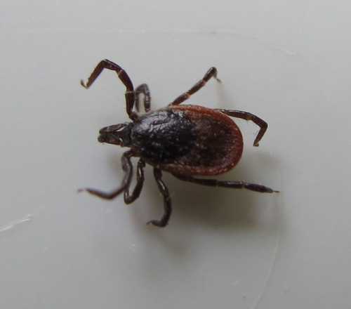 Close-up of a tick with a dark brown body and reddish-brown shield-like back, on a white surface.