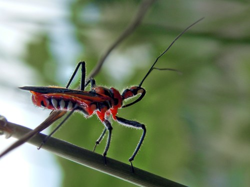A close-up of a vibrant red and black insect perched on a green stem, showcasing its long antennae and detailed body.