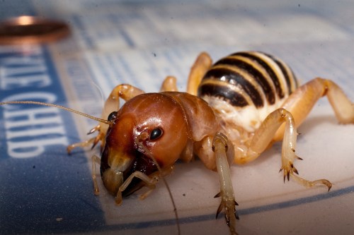 Close-up of a striped cricket-like insect on a surface, showcasing its detailed features and coloration.