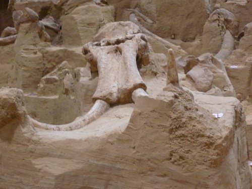 Fossilized remains of a large prehistoric animal, partially embedded in sandy rock.