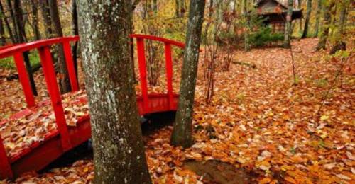 A red bridge over a path covered in autumn leaves, surrounded by trees in a serene forest setting.