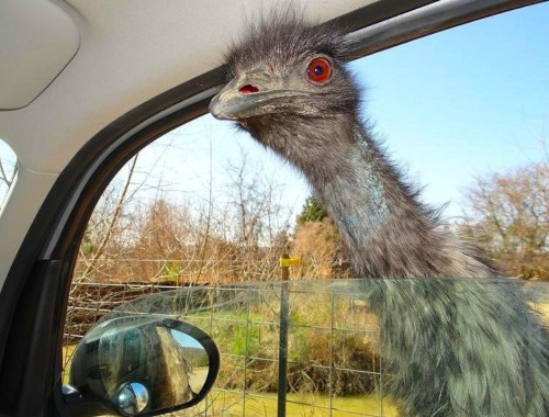 An emu peeks through a car window, with a clear blue sky and trees in the background.