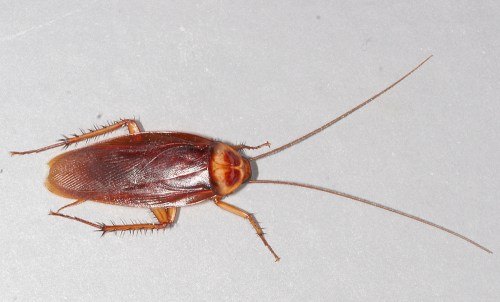 Close-up of a brown cockroach on a light surface, showcasing its elongated body and long antennae.
