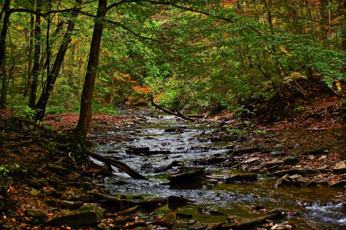 A serene stream flows through a lush forest, surrounded by vibrant autumn foliage and rocky banks.