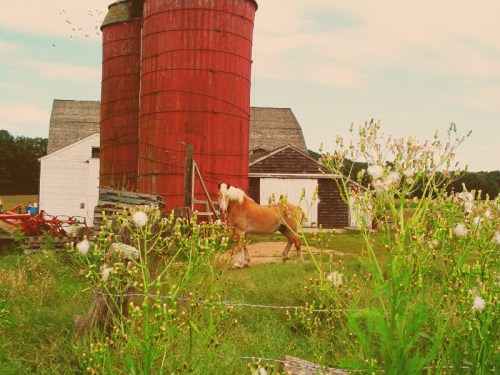 A horse walks near red silos and a barn, surrounded by wildflowers in a rural landscape.