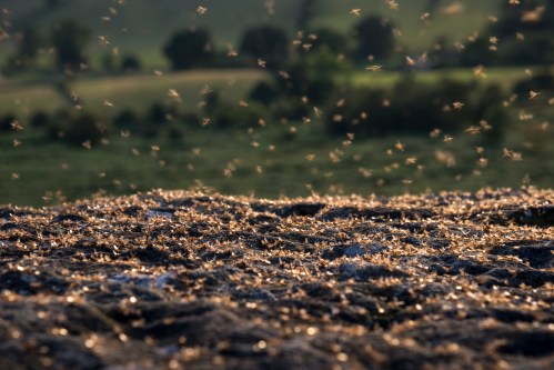 A swarm of small insects hovering above a grassy landscape, with a blurred background of hills and trees.