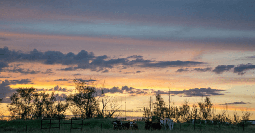 A serene sunset over a field with cows grazing, framed by trees and colorful clouds in the sky.