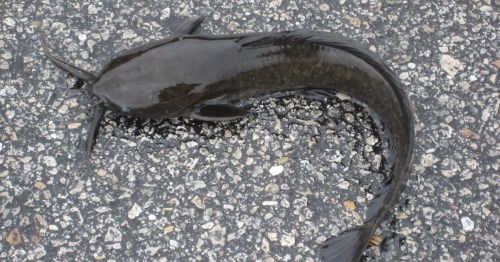 A dark, elongated catfish lying on a textured asphalt surface.