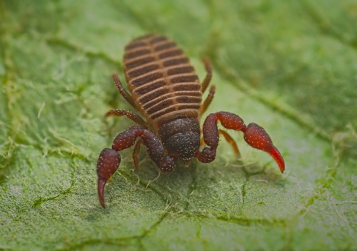 Close-up of a brown scorpion on a green leaf, showcasing its segmented body and prominent pincers.