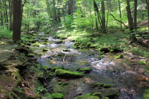 A serene forest stream flows over moss-covered rocks, surrounded by lush green trees and foliage.
