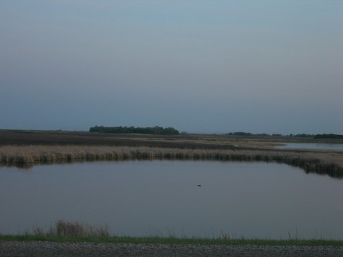 A tranquil landscape featuring a calm water body surrounded by grass and distant trees under a twilight sky.