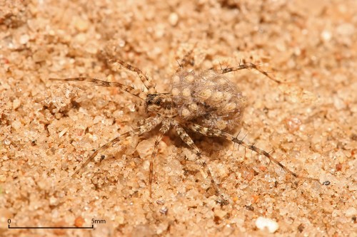 A close-up of a spider on sandy ground, showcasing its textured body and long legs. Scale bar indicates 5mm.