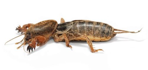 A close-up of a brown, textured insect with large pincers and a segmented body, set against a white background.