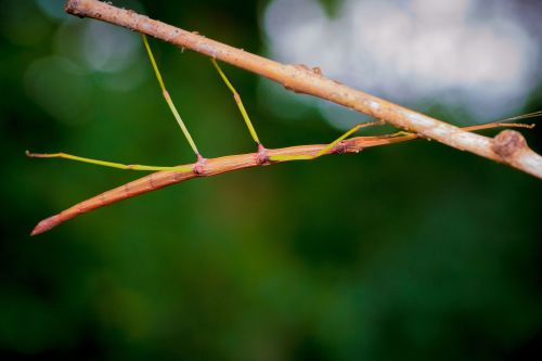 A stick insect camouflaged on a branch, blending seamlessly with its surroundings in a blurred green background.