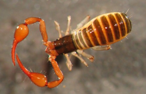 Close-up of a scorpion with a segmented body and prominent pincers, showcasing its distinctive coloration and features.