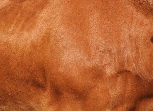 Close-up of a cow's reddish-brown fur, showcasing its smooth texture and natural patterns.