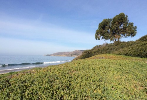 A serene coastal landscape featuring green grass, gentle waves, and a lone tree against a clear blue sky.