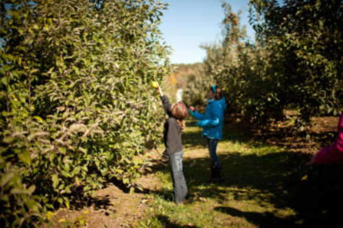 Two children picking apples in an orchard, surrounded by lush green trees on a sunny day.